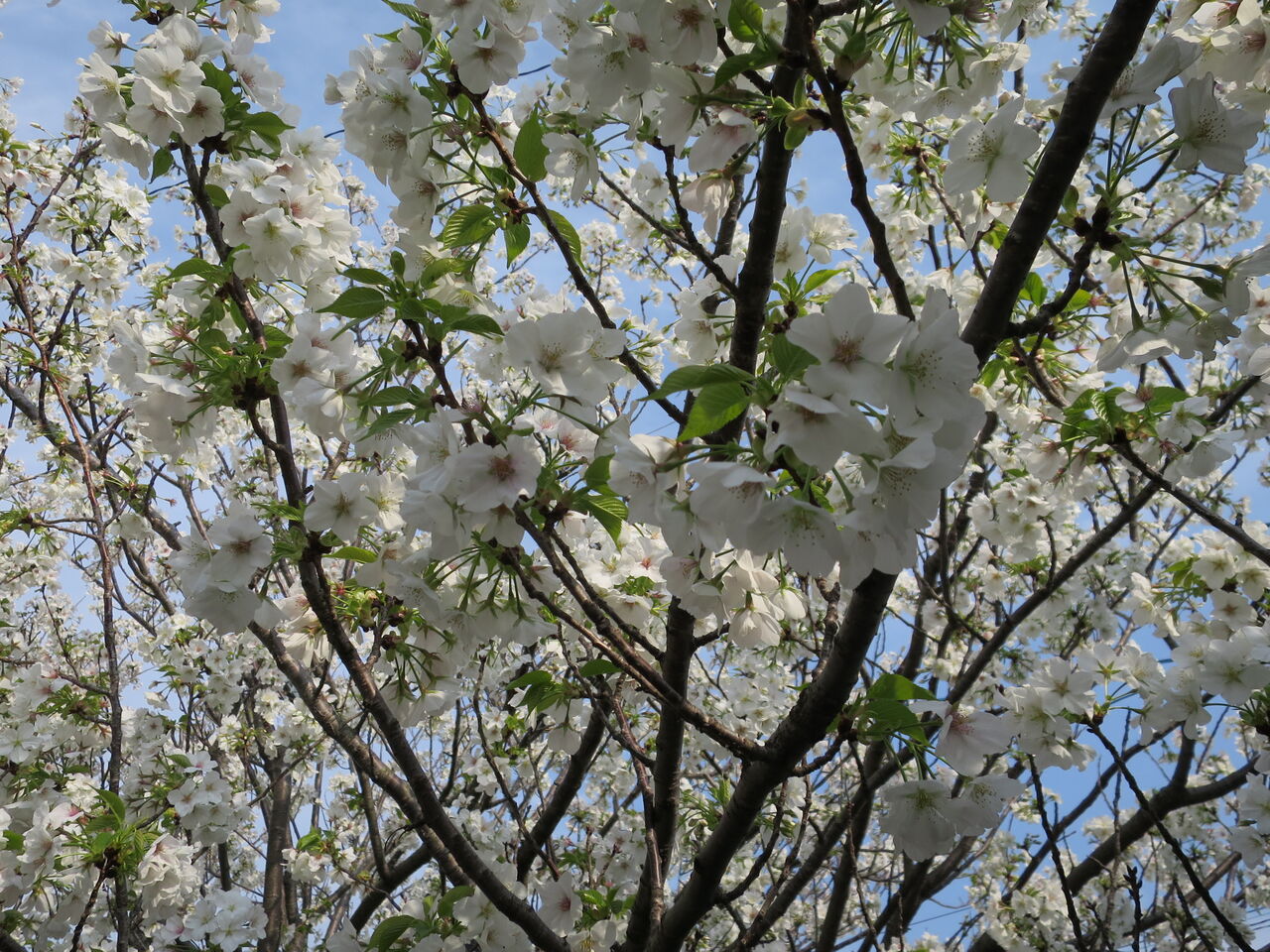近くの医院の山桜が満開だった 正見行脚 近くの医院の山桜が満開だった 正見行脚