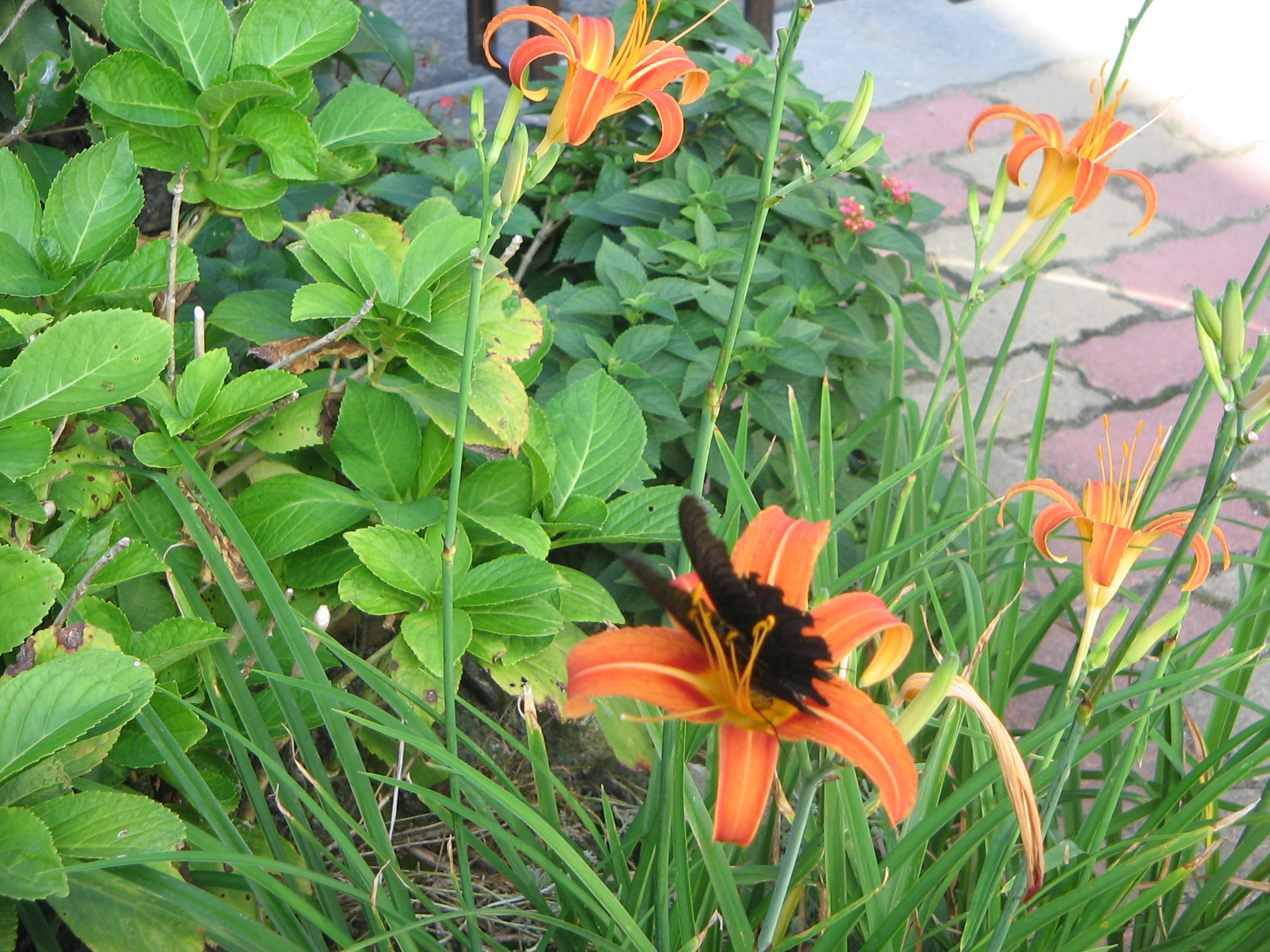 今年の ノカンゾウ の花 開花終了 正見行脚