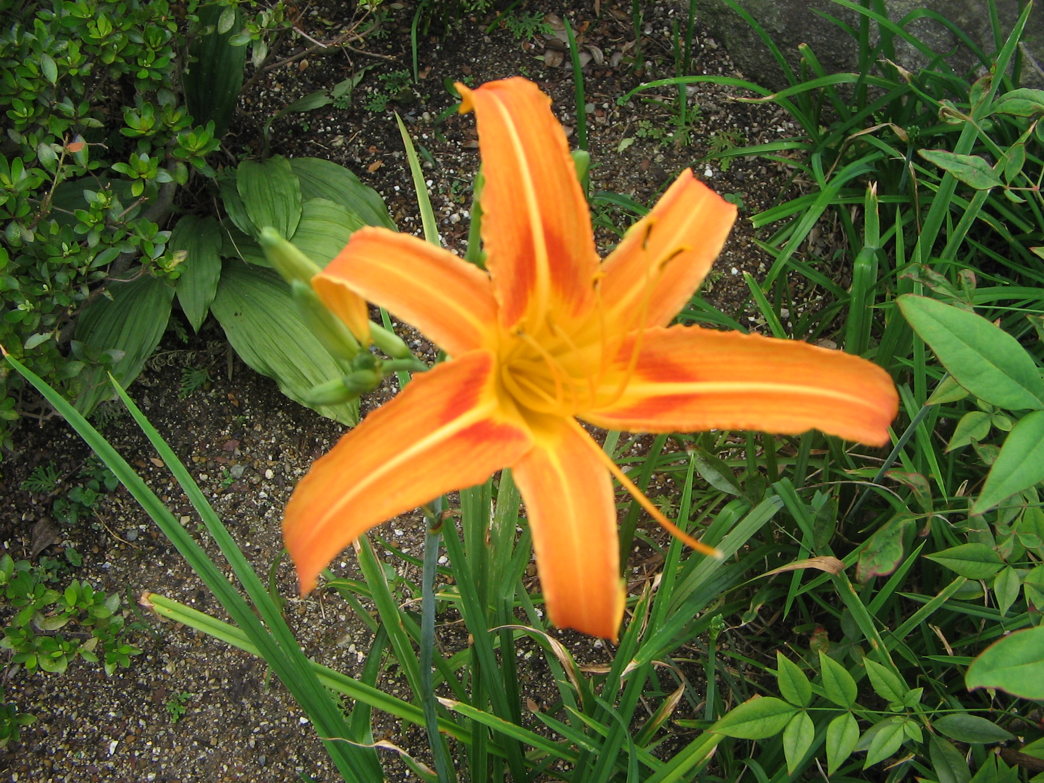 ノカンゾウ の花 正見行脚
