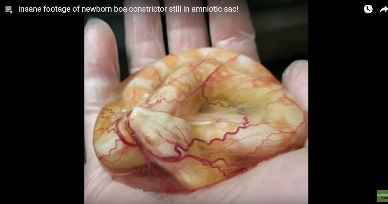 超グロい 超神秘的 羊膜嚢に入ったままの蛇の赤ちゃんが凄い けいぶろぐ