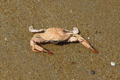蟹的！藍蟹堂の隠者化はゆる〜りゆる〜りと匍匐しながら・・・