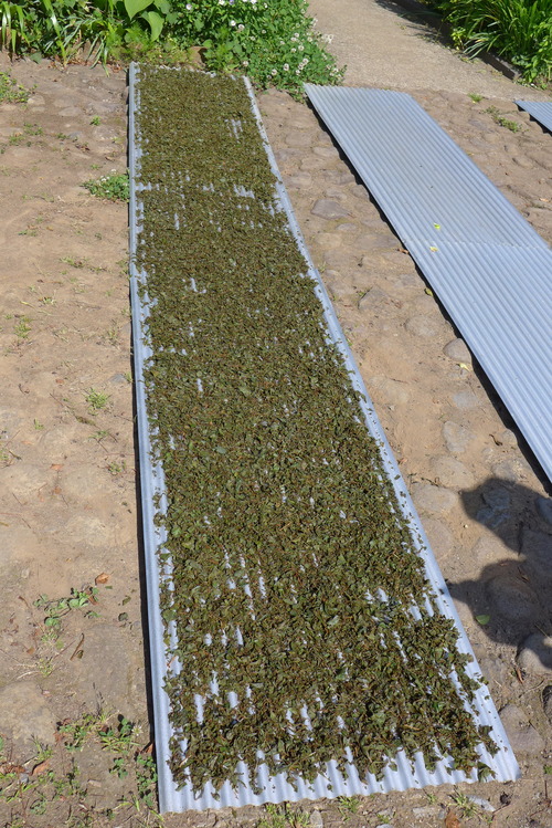 P1520676