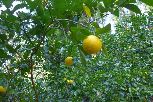 20251128昼、裂織アーティスト高木康子さん「おかんハウス」（竹田市宮砥）にてカボス採りを楽しむ！！