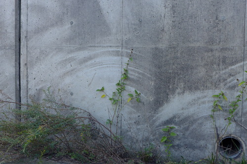 20251107John's familyと合流をめざし竹田へ（その１）福岡都心部大渋滞😓ʅ（◞‿◟）ʃ車窓路上観察「植物は強し」秋風情に感入る！