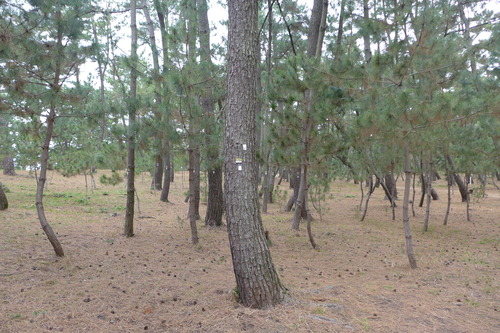 P1030955