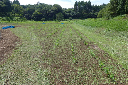 20250808岡大豆の生育はどうか？竹田市直入町梶屋の岡大豆プロジェクト・フィールドへ！