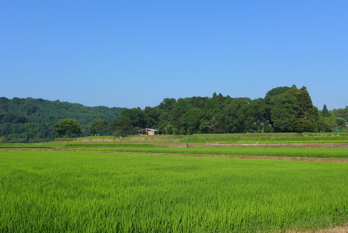 カテリーナの森とたてもの調べワークショップ、開催順延へ。