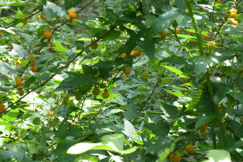 P1180820