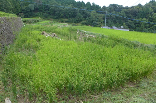 P1200266