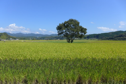 P1180943