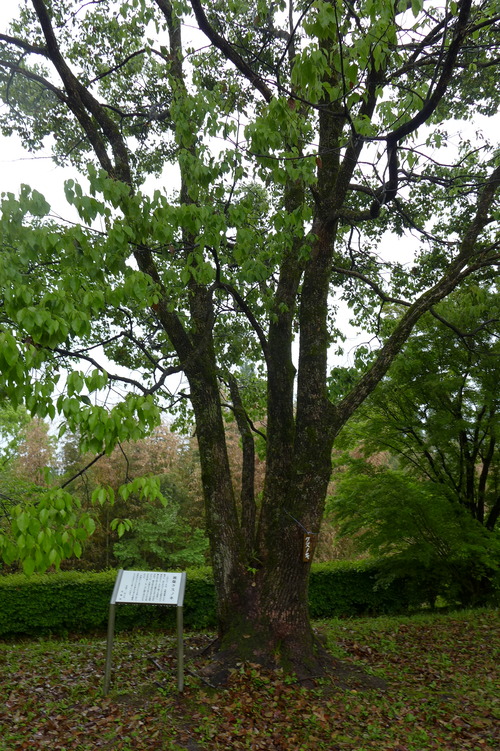 P1140305のコピー