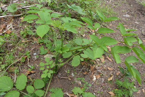 P1180811