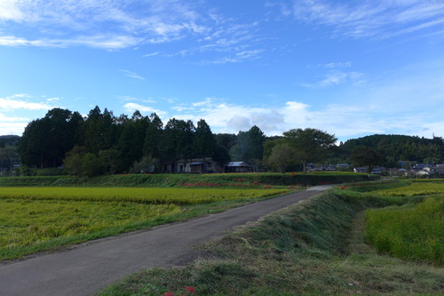 2022年9月28日（水）カテリーナの森の無農薬田んぼ、台風14号を超え、いよいよ収穫も間近か！