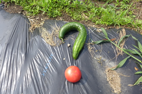 20250705池田重和さん農園にて暮らす実験室市原正さん史帆さんご一家とテゴ楽しむ！