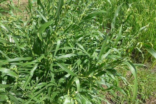 P1170357