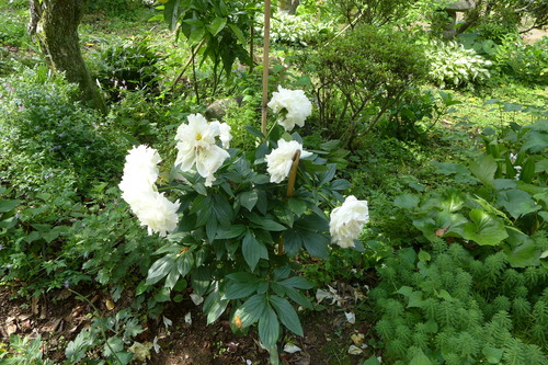 P1150344