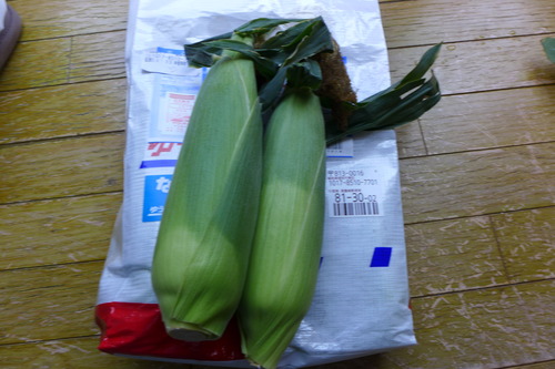 津屋崎の柴田富美子さん、美味しい美味しいトウモロコシをありがとうございます！