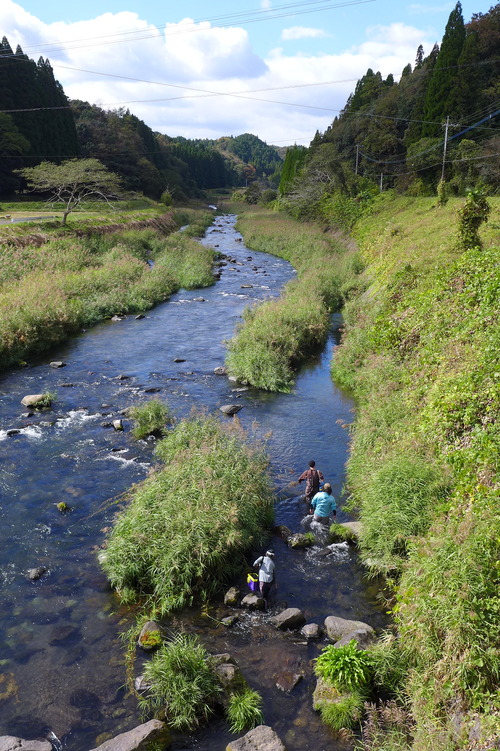 2023年10月29日（日）大分県の一級河川大野川上流域にて釣師アルティザンのみなさんがアマゴ（エノハ）稚魚を優しく優しく放流！