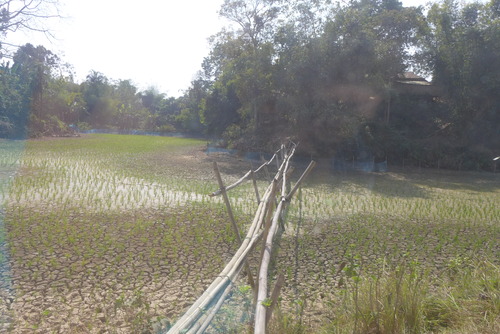 20260216インド北東トリプラ州都アガルタル（その14）JICA海外協力隊竹工芸訓練指導者まっぽん（松本浩和さん）と山麓集落フィールドワーク！！地元家庭と交流歓談食事も！感謝感謝！！