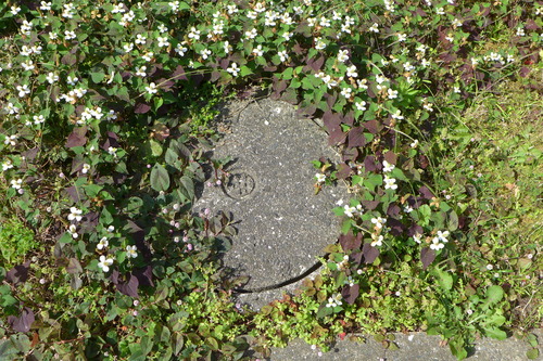 2022年6月8日、公団御島崎団地のコンクリートマンホールの縁園芸！