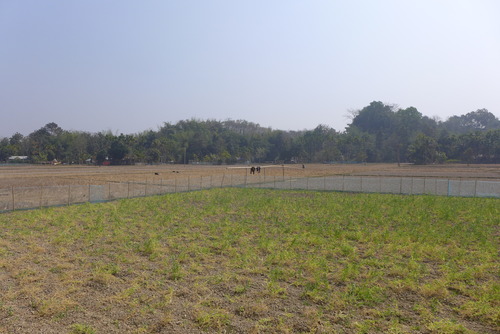 20260216インド北東トリプラ州都アガルタル（その13）JICA海外協力隊竹工芸訓練指導者まっぽん（松本浩和さん）と山麓集落フィールドワーク！！地産地消循環型社会に深く共感共鳴！！