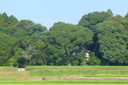 カテリーナの森（大分県杵築市山香町）へ、古楽器研究者松本公博先生が紡ぐ照さん未來さん達とのご縁は・・・・