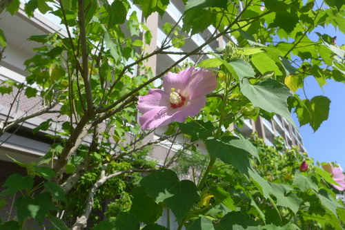 20240813香椎浜を路面より湯気立つ陽炎浴びつつフラヌール！