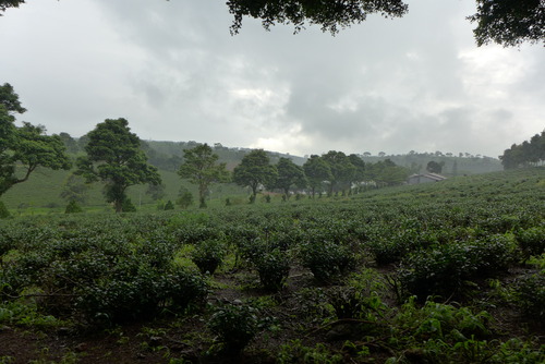 Minh Hanh女史と歩く〜高原避暑地Bao Locに生きる製茶産業も機械と手仕事を織り成す創意工夫満載！