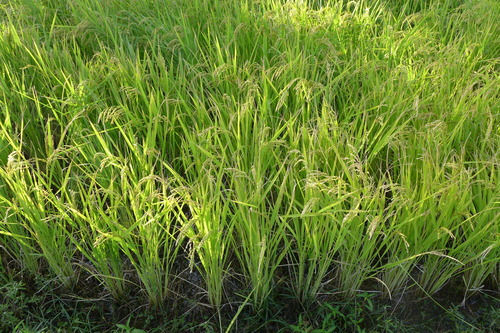 P1180246