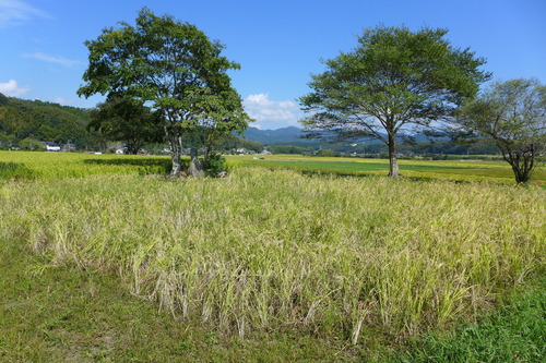 P1180948