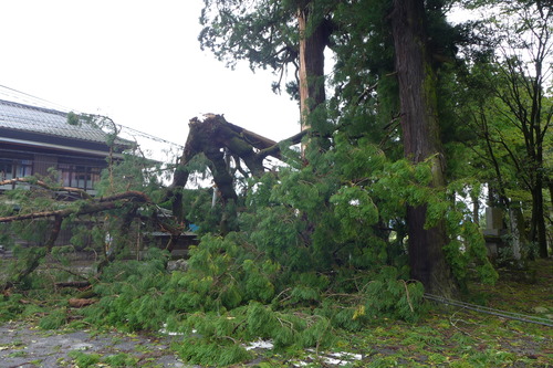 城原神社御神木枝崩落も対岸の旧朝日屋松本酒造場（竹田市米納）無事状況！
