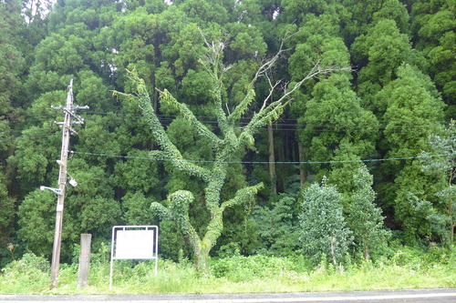 P1300199