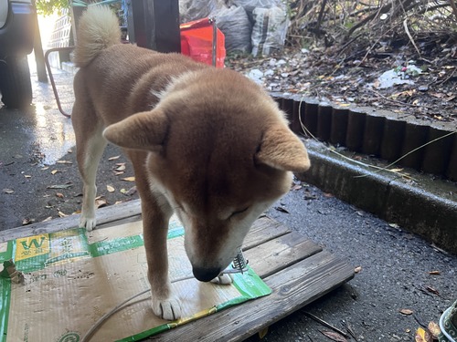 240114ペット避難