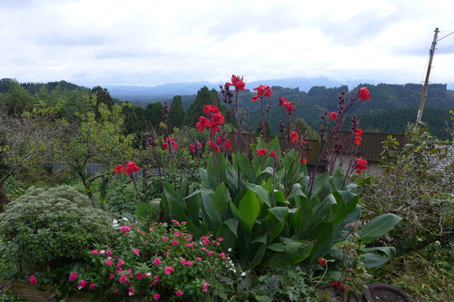 20251020竹田市久保地区の甲斐小夜子さん（竹田市随一のフラワーアレンジメント・アルティザン）！山嶺水無農薬の竹田米を分けていただきました！