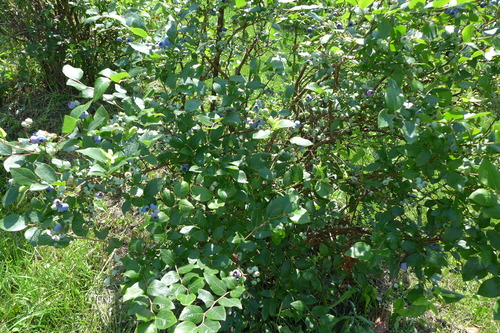 P1130571