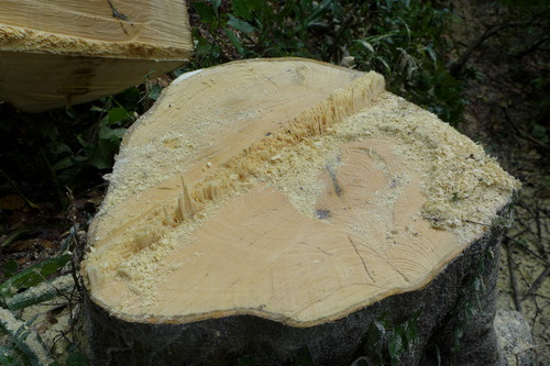 藍蟹堂先生酷暑を乗り切る前頭葉の暴走！！カテリーナの森（杵築市山香町大字野原貫井）主屋明治期志手家主屋（明治26年竣工）を覆い被さっていた樫の木の年輪を丁寧に数えていく　