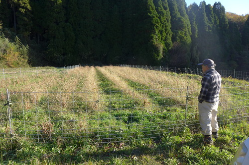 20251128朝、竹田市直入町梶屋界隈。猪の獣害で田んぼは荒らされ、期待の岡大豆プロジェクト足止め！助かった大豆畑を収穫へ！