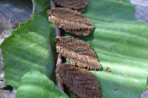 P1180799