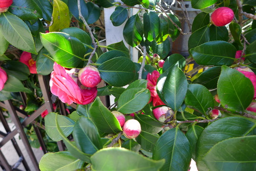 P1060059