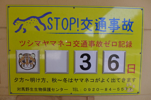 20260208対馬再訪フィールドワーク（その7）ツシマヤマネコ由来の物件！