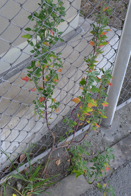 P1040808