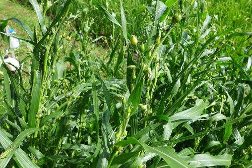 P1170354