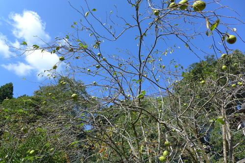 P1260220
