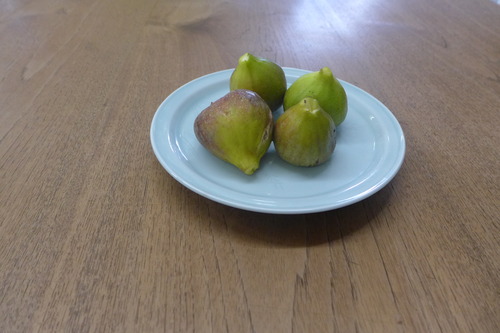 20250717池田庵主人、朝地町用作公園近隣に位置する池田農園にてナス、トマト、キュウリ、小松菜、大葉、紫蘇の葉、そしてイチジクを収穫！！