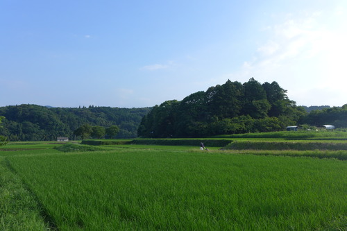 2022年7月9日〜12日、カテリーナの森の無農薬田んぼ世界、雑草の中にひしめくアマガエル・カエル・オタマジャクシ・バッタ・ヘビ・サギ・・・・ひしめく生き物世界が展開！