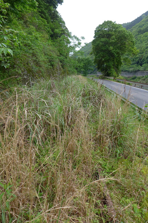 P1520480