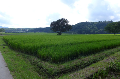 2022年9月11日（日）カテリーナの森に広がる稲穂の波！