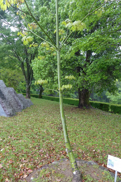 P1140306のコピー