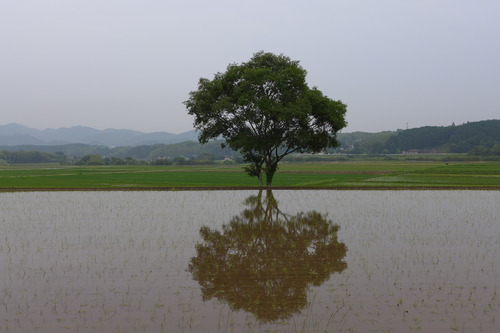 カテリーナの森（大分県杵築市山香町）にて桧原シュタイナー土曜学校（福岡市南区）5年生の合宿体験！