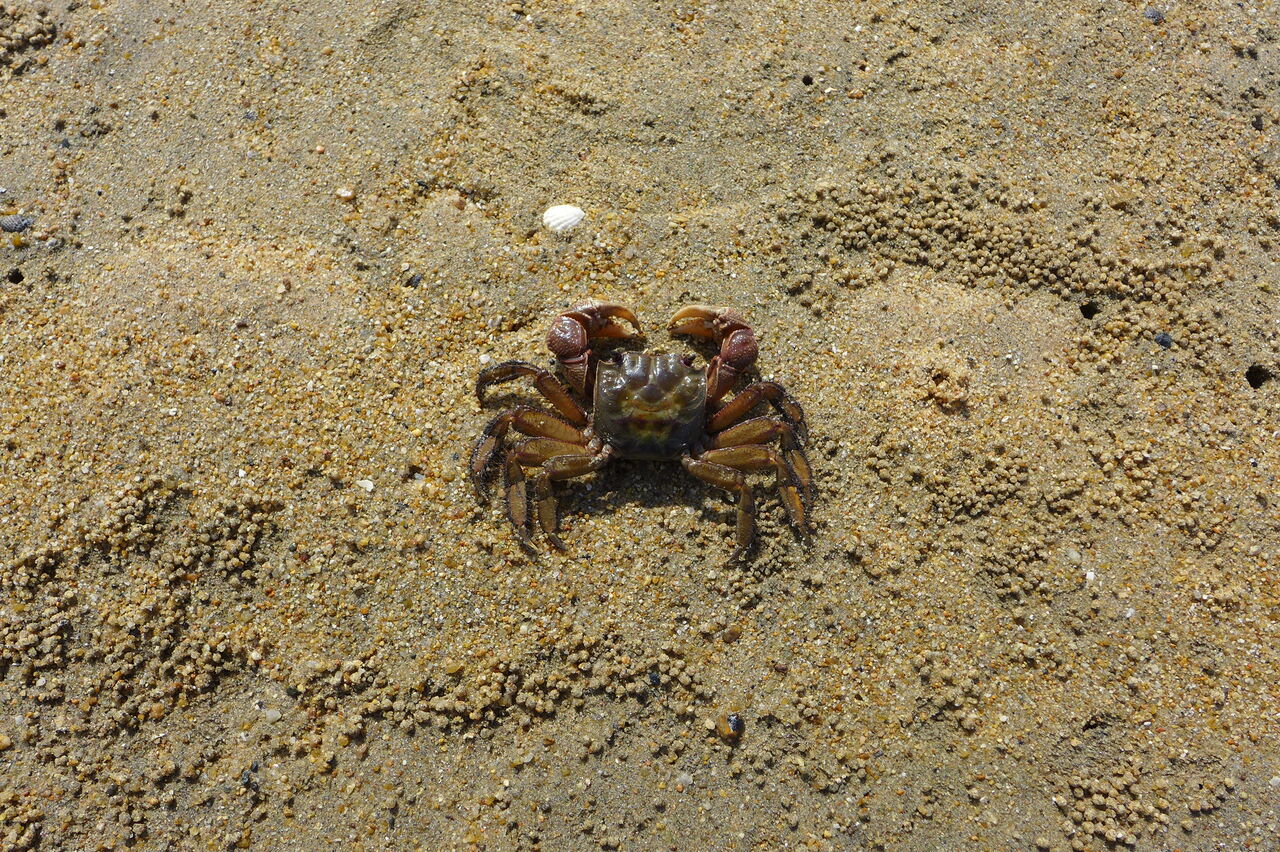 ふ印ラボ 九州大学大学院芸術工学研究院 芸術文化環境論講座 藤原惠洋研究室 22年6月8日 香椎浜カニ歩き そろそろ蟹座も近いから浜辺の蟹 を観察